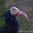 Kaalkop ibis.