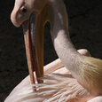 Roze pelikaan pleegt onderhoud 2x3.