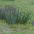 Poelsnip man in Nederland tussen de dauwdruppels, verzorgt de veren bij het eerste licht op een dag in mei 6x19.