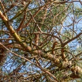 Hoog in een den in het bos, laat een vink man (rechtsboven) via zijn alarmroep de ransuil (linksonder) weten dat deze gespot is; binnen het gezichtsveld van de uil, maar op veilige afstand.