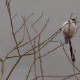 Foeragerende staartmees in het bos in februari, met een bevroren ven als achtergrond 2x7.