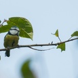 Pimpelmees neemt even pauze tijdens zijn jacht op bladluizen, boven in een boom in september 2x6.