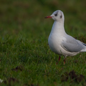 Kokmeeuw in winterkleed jaagt op wormen op grasland, eind november.