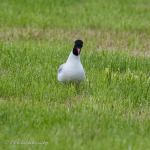Zwartkopmeeuw, vooraanzicht, foerageert op grasland begin juli 3x5.