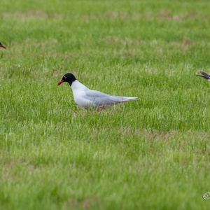 Foeragerend koppel Zwartkopmeeuwen begin juli, met rechts van hen een juveniel 4x5.