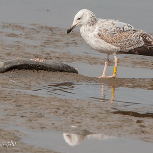 Deze Pontische Meeuw (geringd -  Duits project) op het slik bij een grote karper van 60 cm., in mei, lijkt te denken: 'Waar zal ik beginnen ?', Maar een lekkere hap heb je in de meeuwenwereld nooit lang voor jezelf... 1x2.