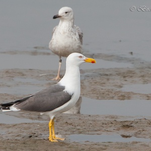 Kleine Mantelmeeuw adult (op de voorgrond) met op de achtergrond een Pontische Meeuw, 2e kalenderjaar, op het slik in mei.