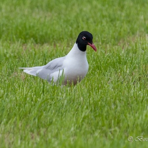 Zwartkopmeeuw foerageert begin juli op grasland 2x5.