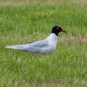 Zwartkopmeeuw foerageert begin juli op grasland 1x5.
