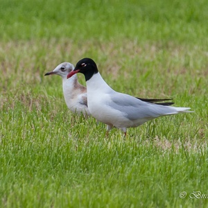 Foeragerende Adulte Zwartkopmeeuw met achter hem een juveniel 5x5.