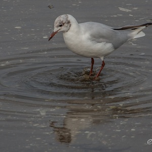 Begin augustus trappelt deze Kokmeeuw in overgangskleed op het wad naar vlokreeftjes, die zo uit het zand omhoog komen.