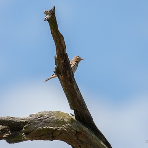 Boompieper op een dode boom aan een bosrand, op een prachtige dag in mei.