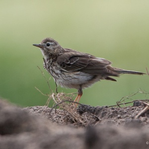 Graspieper op een regenachtige ochtend in juni, klaar voor het onderhoud van de veren... 4x5.