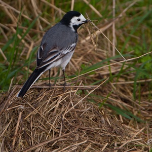 Het blijft opletten geblazen zodat het nest niet wordt verraden 7x12.