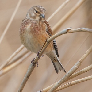 Kneu man in het riet, in april 2x9.