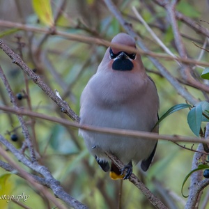 Deze Pestvogel zit prima tussen de bessen van een liguster 2x14.