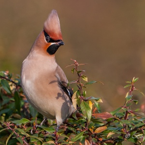 Pestvogel uit het Hoge Noorden als wintergast in Nederland, in een Lijsterbes 13x14.