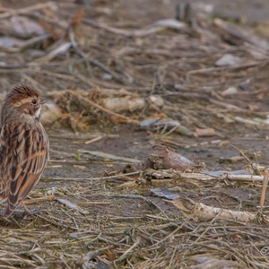 Foeragerende Rietgors vrouw, eind maart op een oud maisveld.