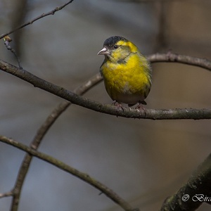 Sijs man in april in het bos.