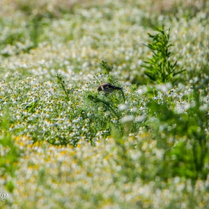 Juveniele Putter, als middelpunt in een veld Kamille, in juni.