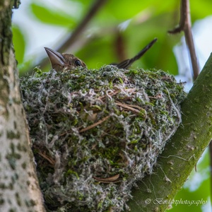 Met regelmaat drukt deze Vink vrouw tussen de bouwwerkzaamheden door, met haar lijf het nest goed aan ivm een sterke constructie en een geschikte holte 6x8.