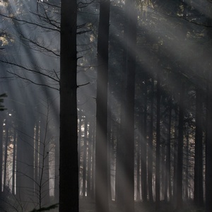 Zonnestralen in een bos met naaldbomen, speuren de omgeving af...