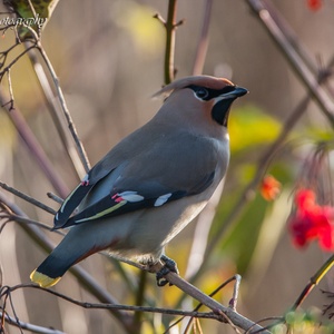 Pestvogel in december als wintergast in Nederland, tussen de lijsterbessen...1x14.