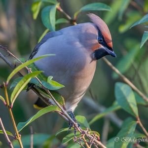 Pestvogel in een liguster in december 6x14.