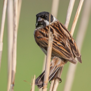 De toekomstige vader laat zich ook even goed zien op de ochtend van deze aprildag 6x7.