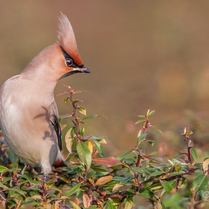 Met opgezette kuif zoekt deze Pestvogel naar lijsterbessen in december 10x14.