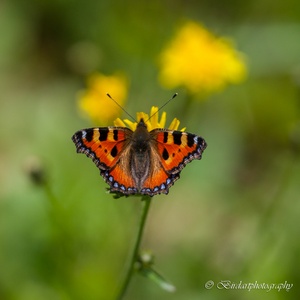 Als je zo'n Kleine Vos die hier in juli rondvliegt, goed bekijkt is deze toch wel erg mooi.