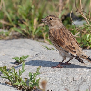 Kneu vrouw op een dijk in Zeeland, op een prachtige dag in september 1x2.