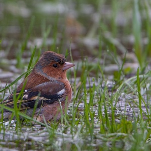 Een stukje ondergelopen grasland na een fikse regenbui in januari, is voor deze Vink man prima voor een bad.