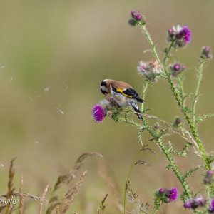 De Distelvink helpt mee met de verspreiding van zaadjes van bloemen. Vogels zijn een levensbelangrijke schakel 4x4.