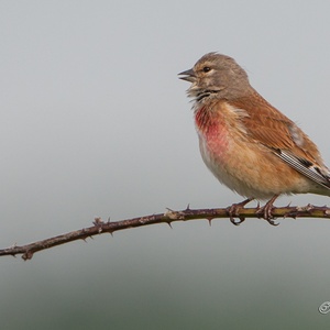 Alle windrichtingen dragen de zang van deze bruine vogel met gekleurde borst 3x7.