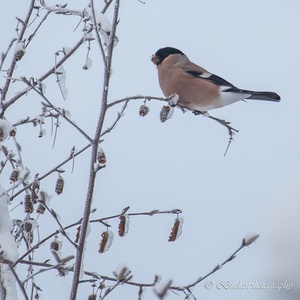 Na zware sneeuwval, eind december, foerageert deze Goudvink vrouw naar zaadjes van een Berk in het bos 4x4.