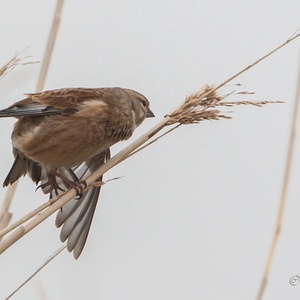 Kneu man in het riet in de ochtendnevel, strekt de linker vleugel 3x4.