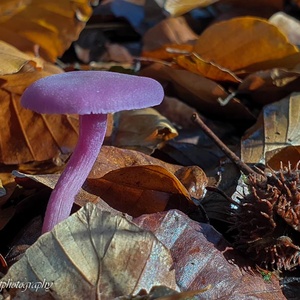 Amethistzwam of rodekoolzwam onder de beuken in het bos, medio oktober.