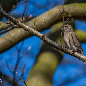 Juveniele Kruisbek in een Beuk in november tijdens de trek 5x6.