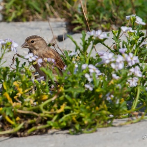 Kneu vrouw foerageert tussen de bloemetjes op een dijk in Zeeland, op een prachtige dag in september 2x2.