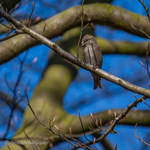 Juveniele Kruisbek in november in een Beuk in het bos 4x6.