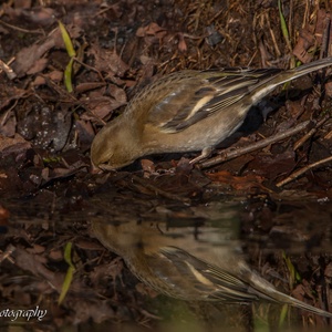 Vink vrouw drinkt op een koude januariochtend aan de kant.