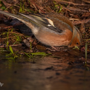 Vink man drinkt in januari langs het ijs in de ochtend.