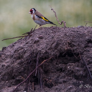 Kijkt de Putter in juni, op deze zandberg,  naar de bloem van de Kamille? 2x2.