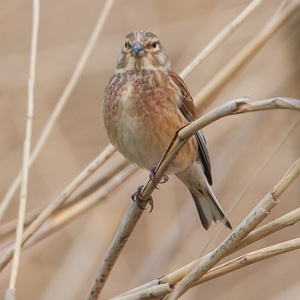 Kneu man in het riet, in april 3x9.
