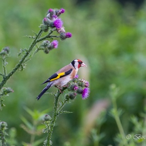 Putter, ook wel 'Distelvink' genoemd, doet zich in juli tegoed aan de zaadjes van een distel 1x3.