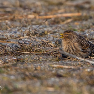 Foeragerende Frater als wintergast in Zeeland, in februari 1x3.