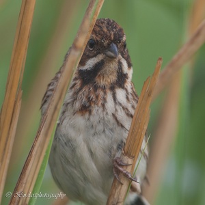 De Rietgors vrouw in haar territorium in de nabijheid van haar nest 7x7.