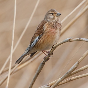 Zingende Kneu man in het riet, in april 5x9.