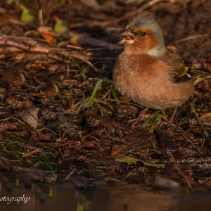 Vink man met een zaadje in de snavel langs het water, met ijs in januari.